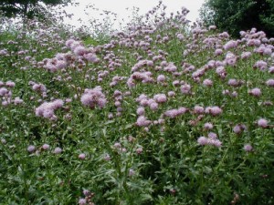 Canada_Thistle6